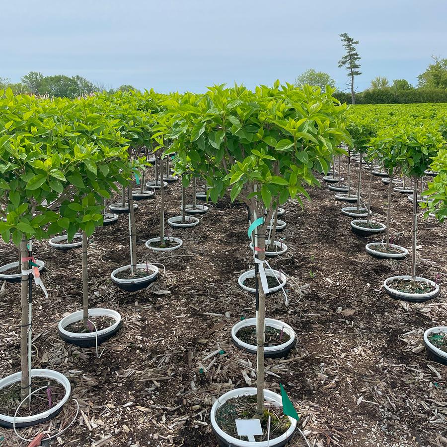 Hydrangea paniculata Limelight-Standard