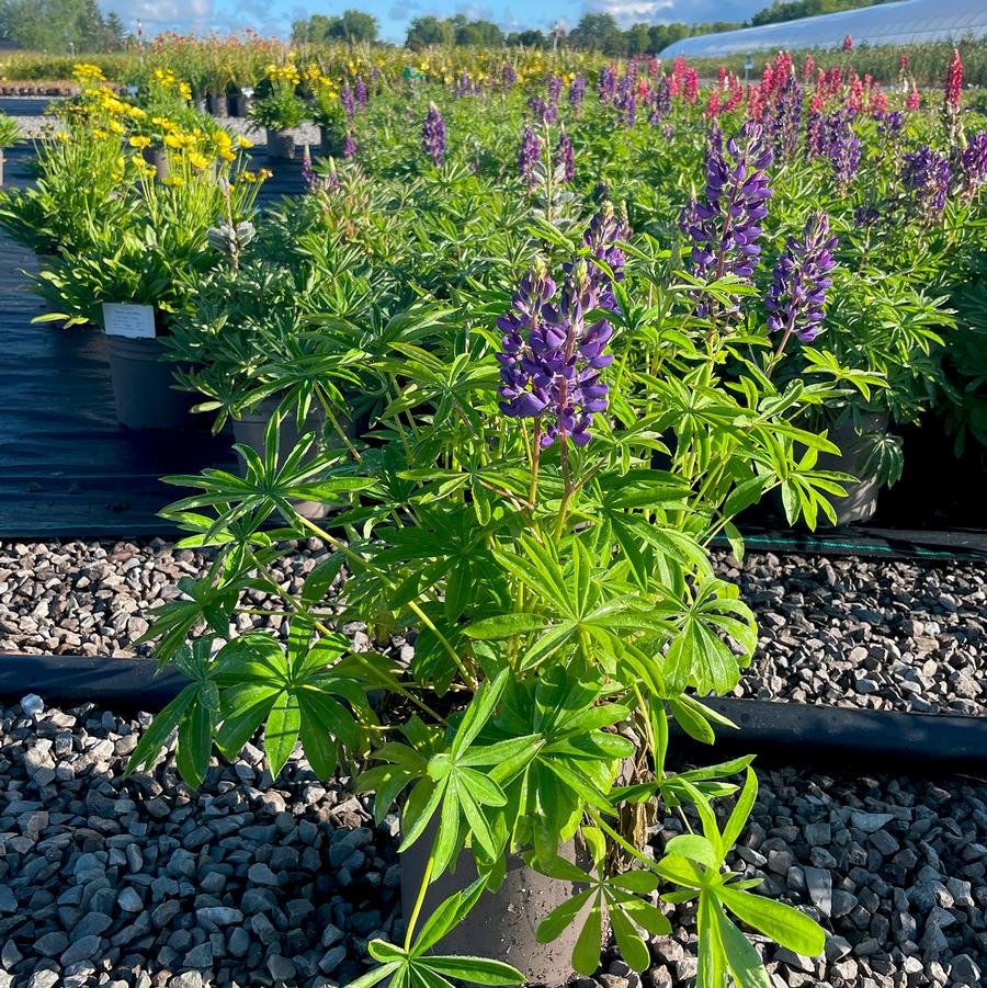 Lupinus polyphyllus Gallery Blue