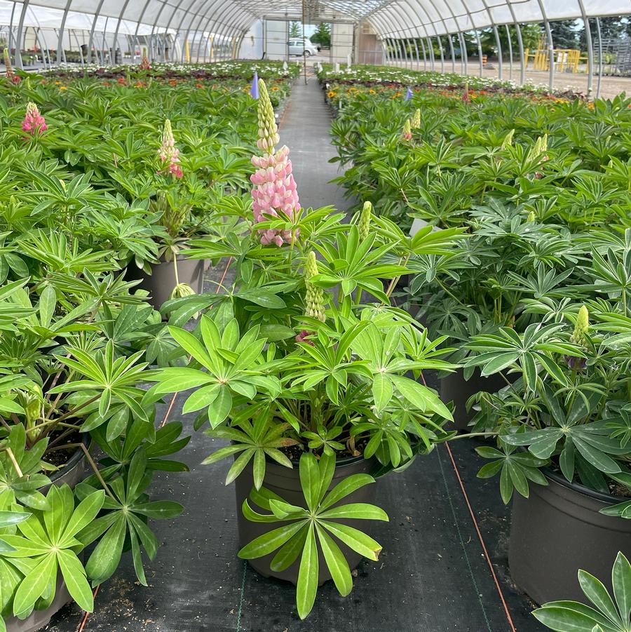 Lupinus polyphyllus Gallery Pink