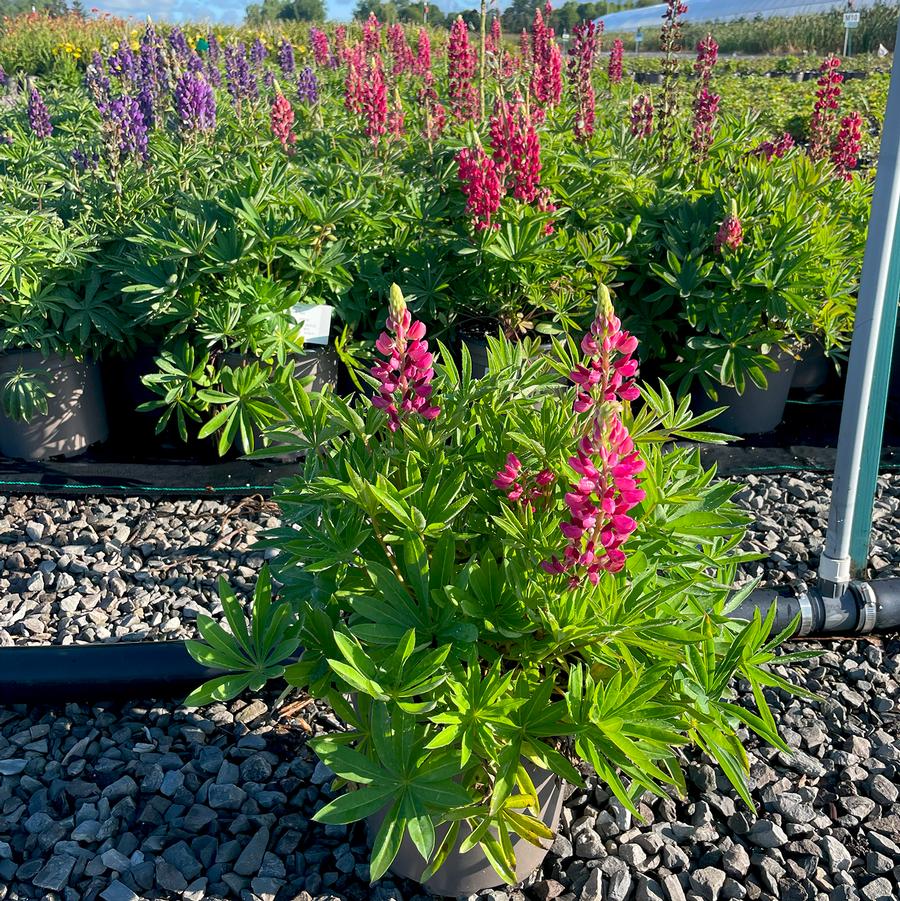 Lupinus polyphyllus Gallery Red