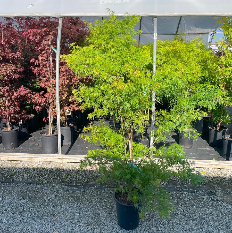 Acer palmatum var. dissectum Seiryu