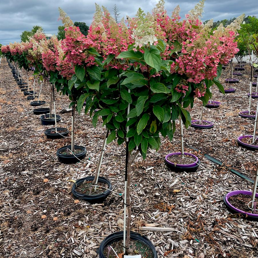 Hydrangea paniculata Candelabra™-Standard