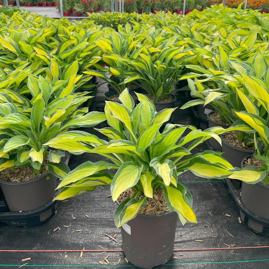 Hosta Gypsy Rose
