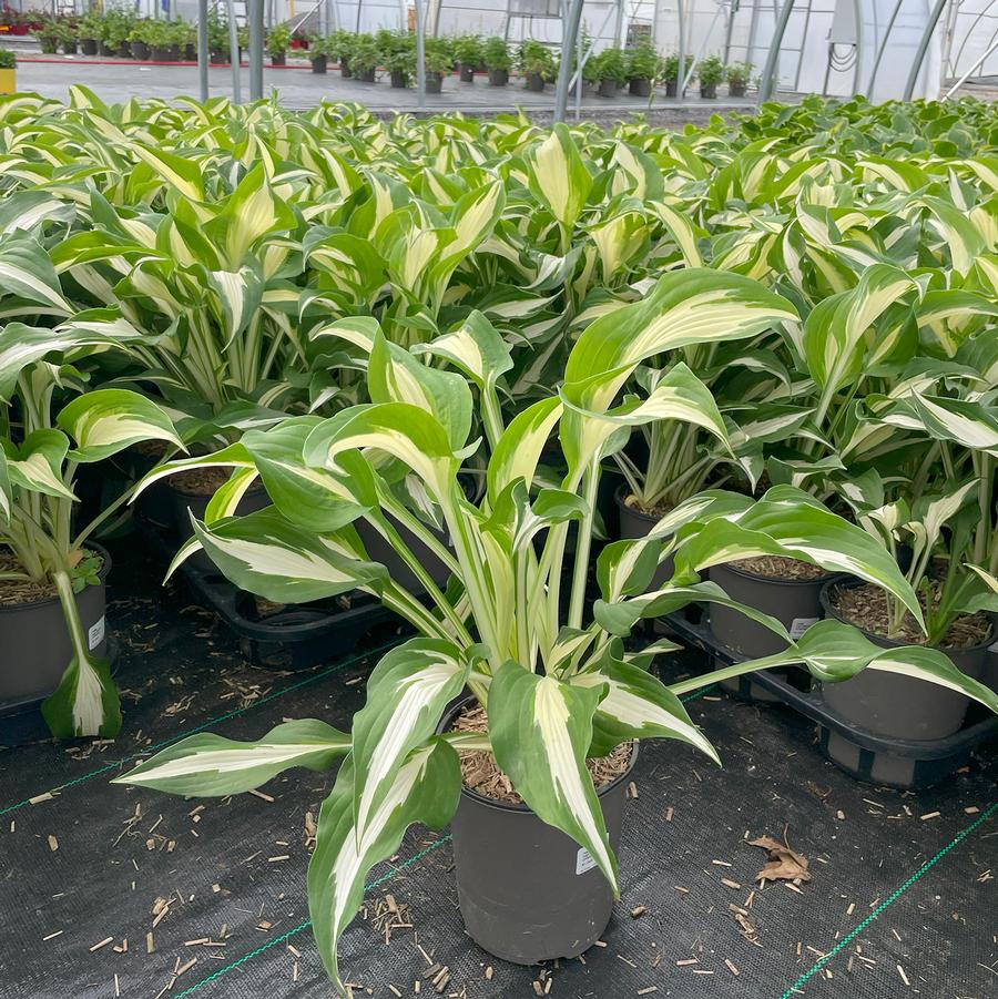 Hosta Night Before Christmas