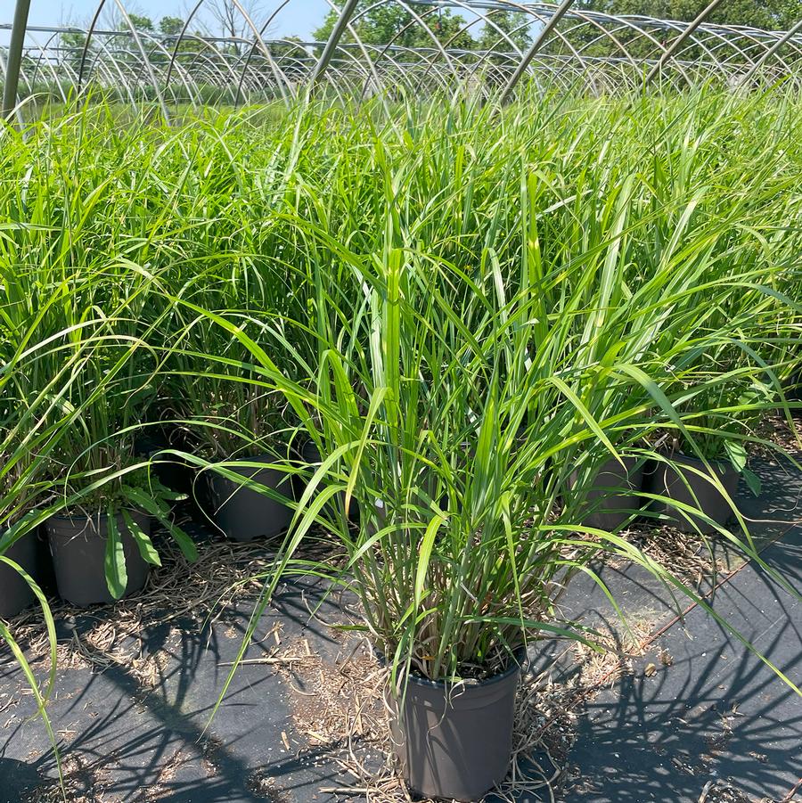 Miscanthus sinensis Strictus