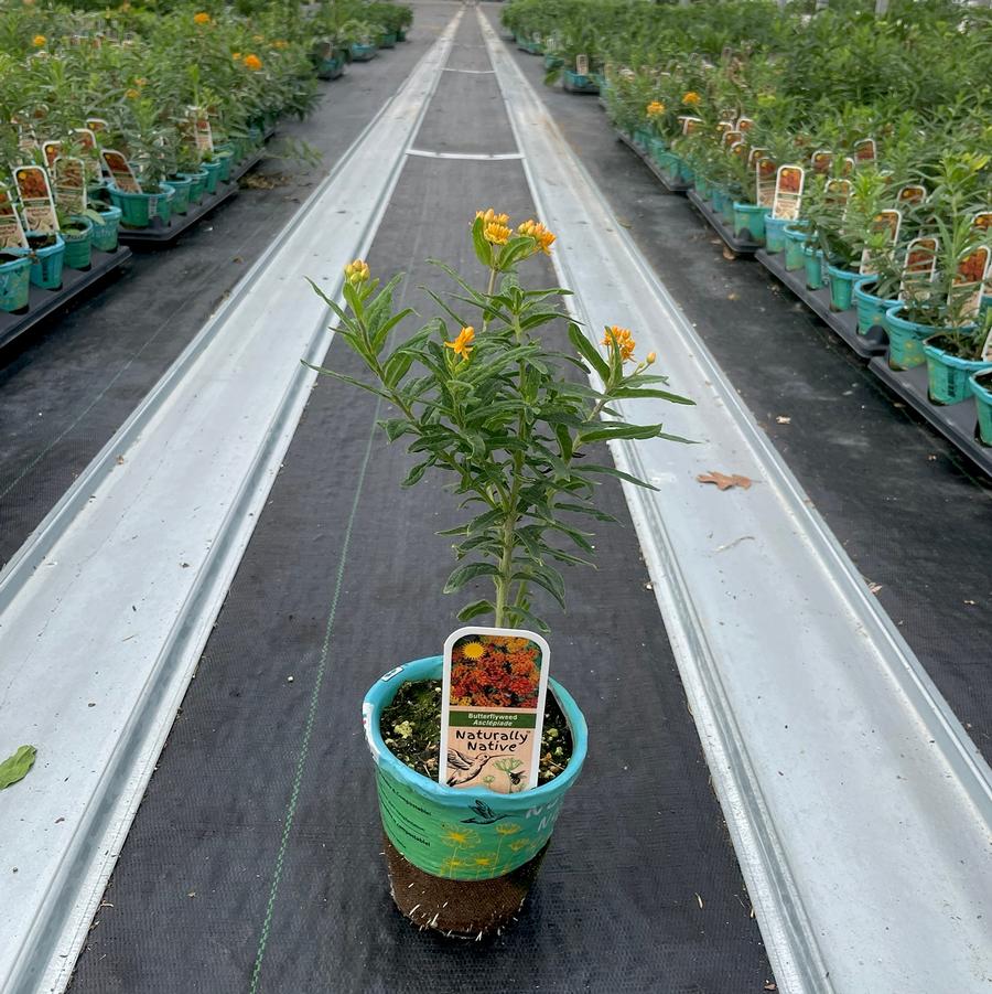 Asclepias tuberosa 