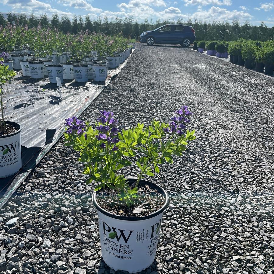 Baptisia Decadence&reg; Blueberry Sundae