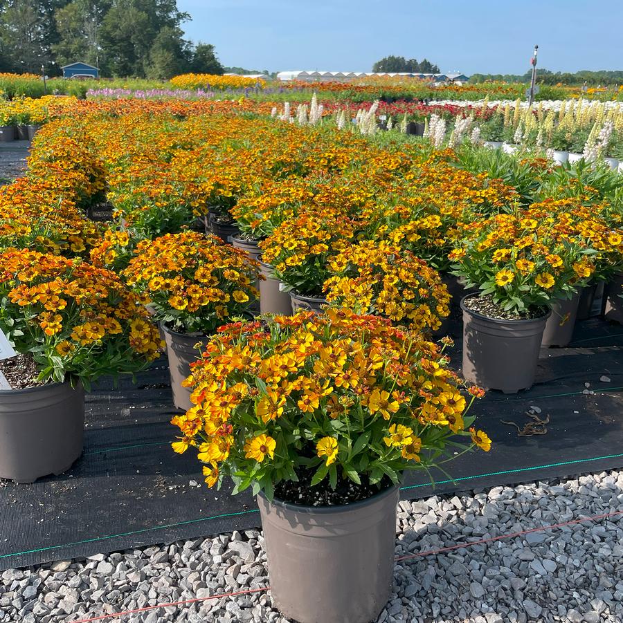 Helenium autumnale HayDay™ Gold Bicolor 