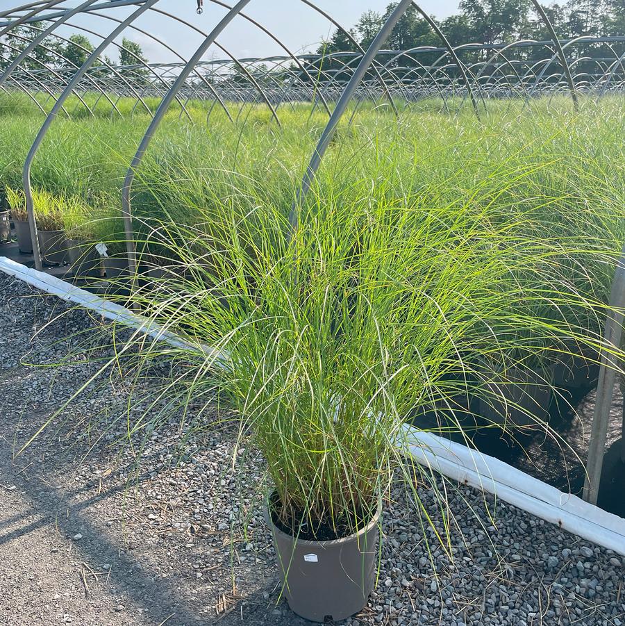Miscanthus sinensis Adagio