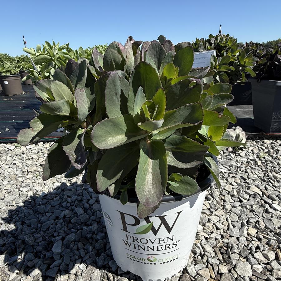 Sedum Rock 'N Grow® Midnight Velvet