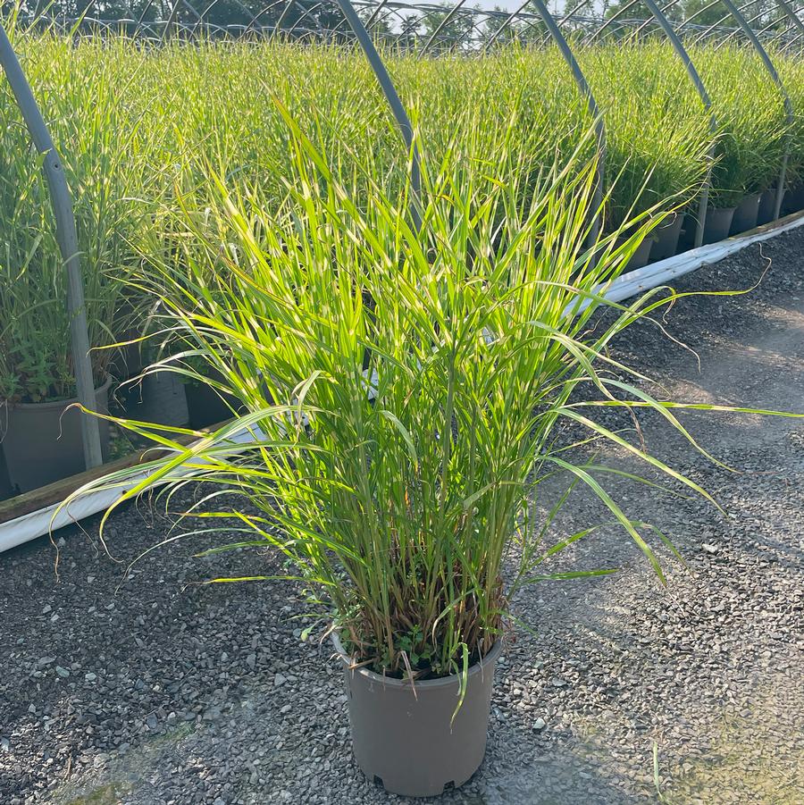 Miscanthus sinensis Strictus