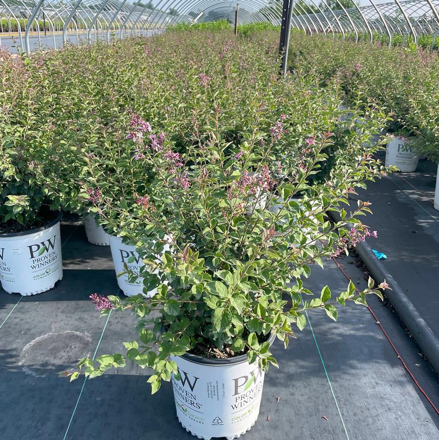 Syringa Bloomerang® Purpink