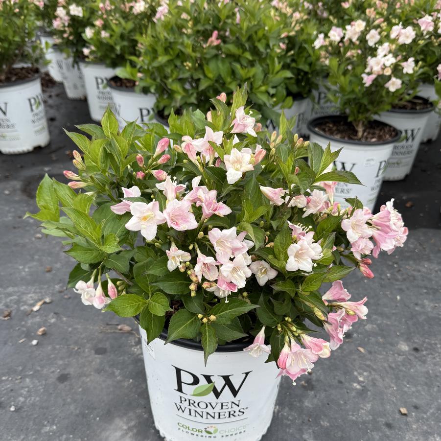 Weigela florida Sonic Bloom® Punch