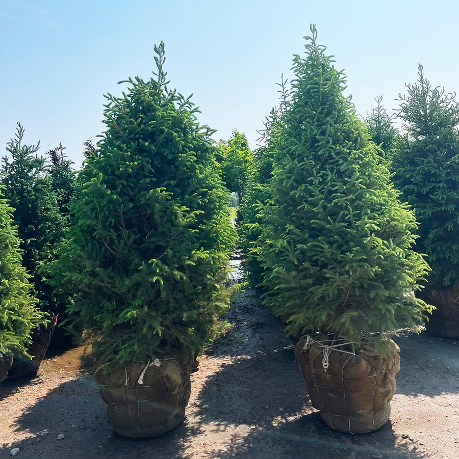 Abies balsamea 