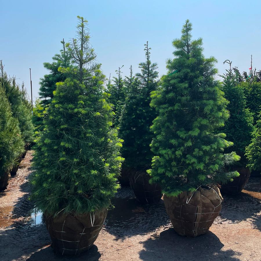 Abies concolor 