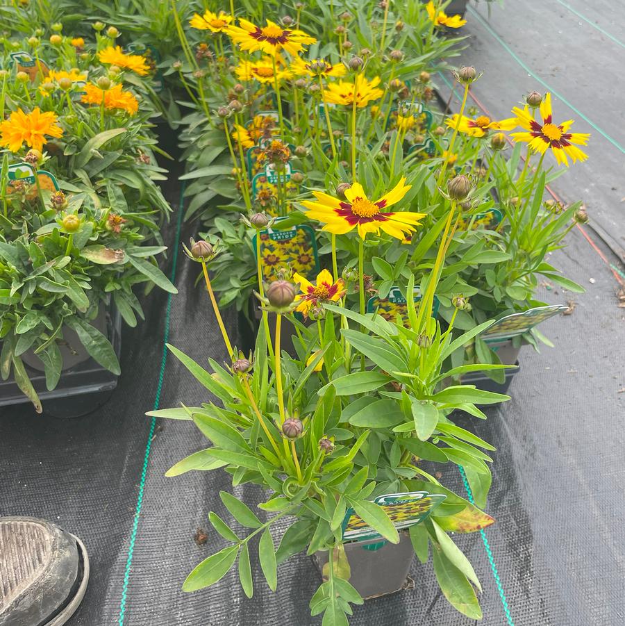 Coreopsis grandiflora SunKiss