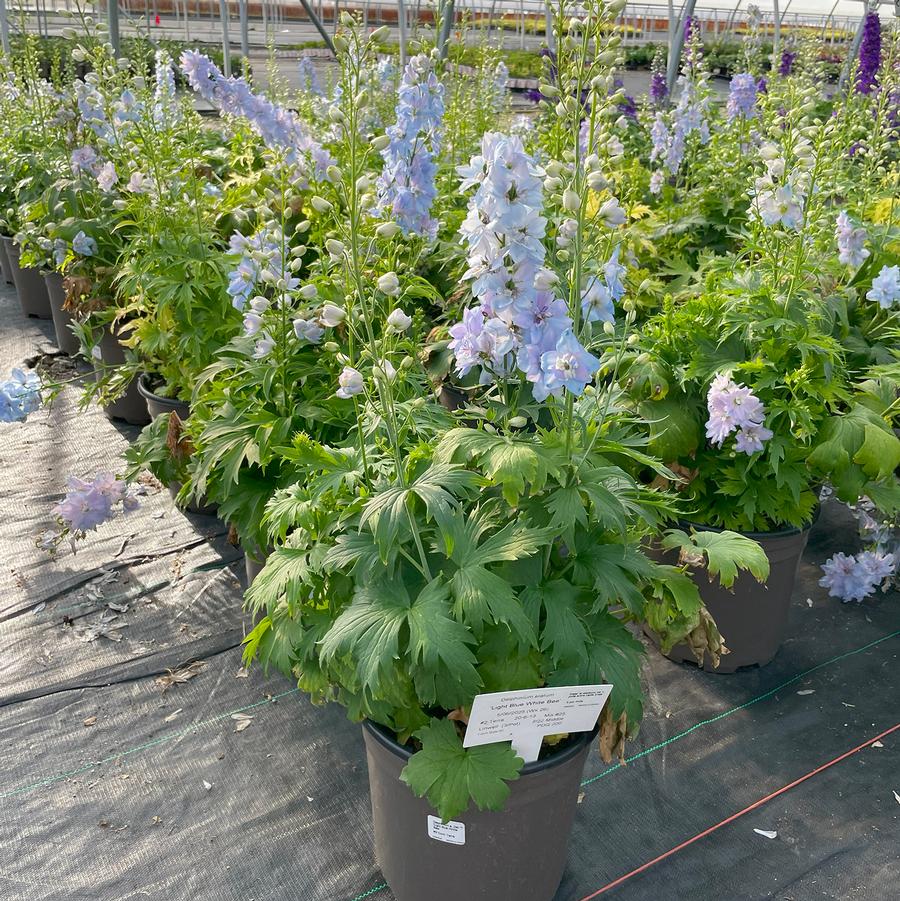 Delphinium elatum Delphina™ Light Blue White Bee