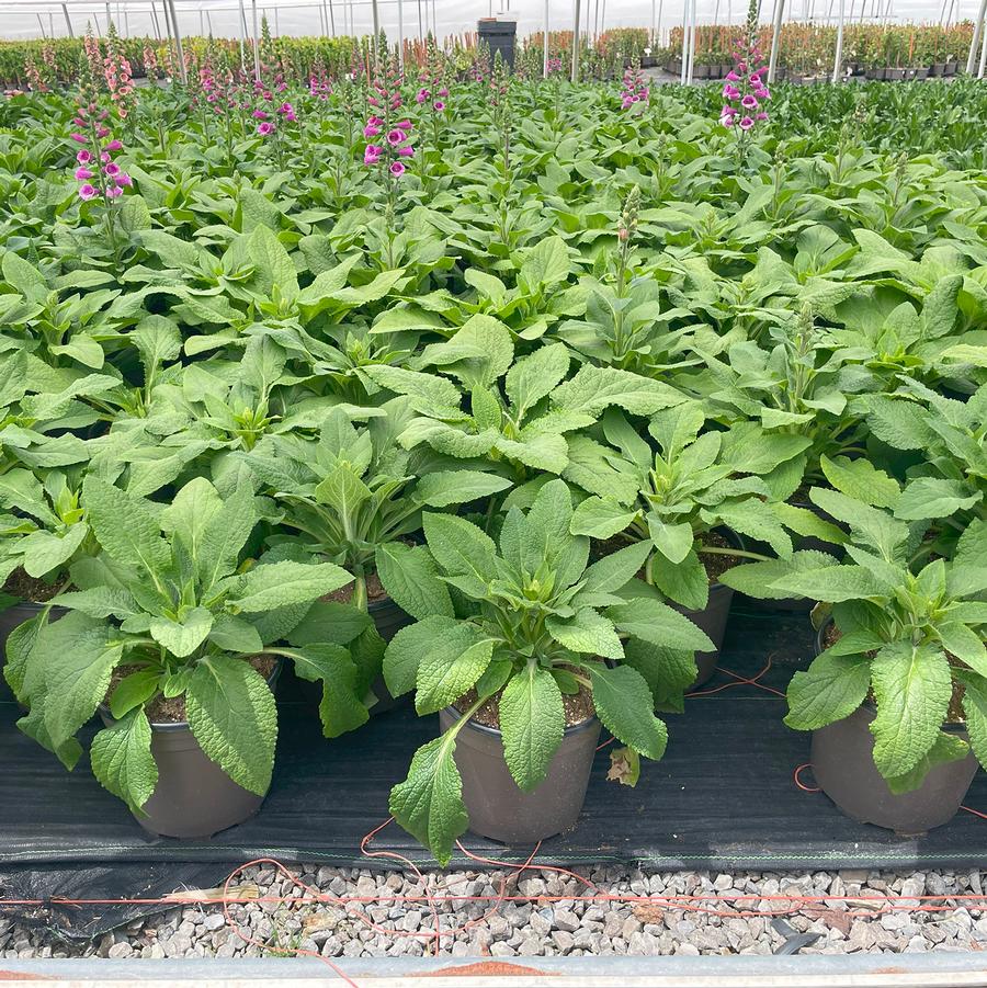 Digitalis Arctic Fox™ Rose