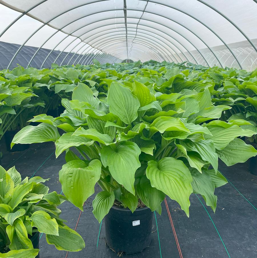 Hosta Royal Standard
