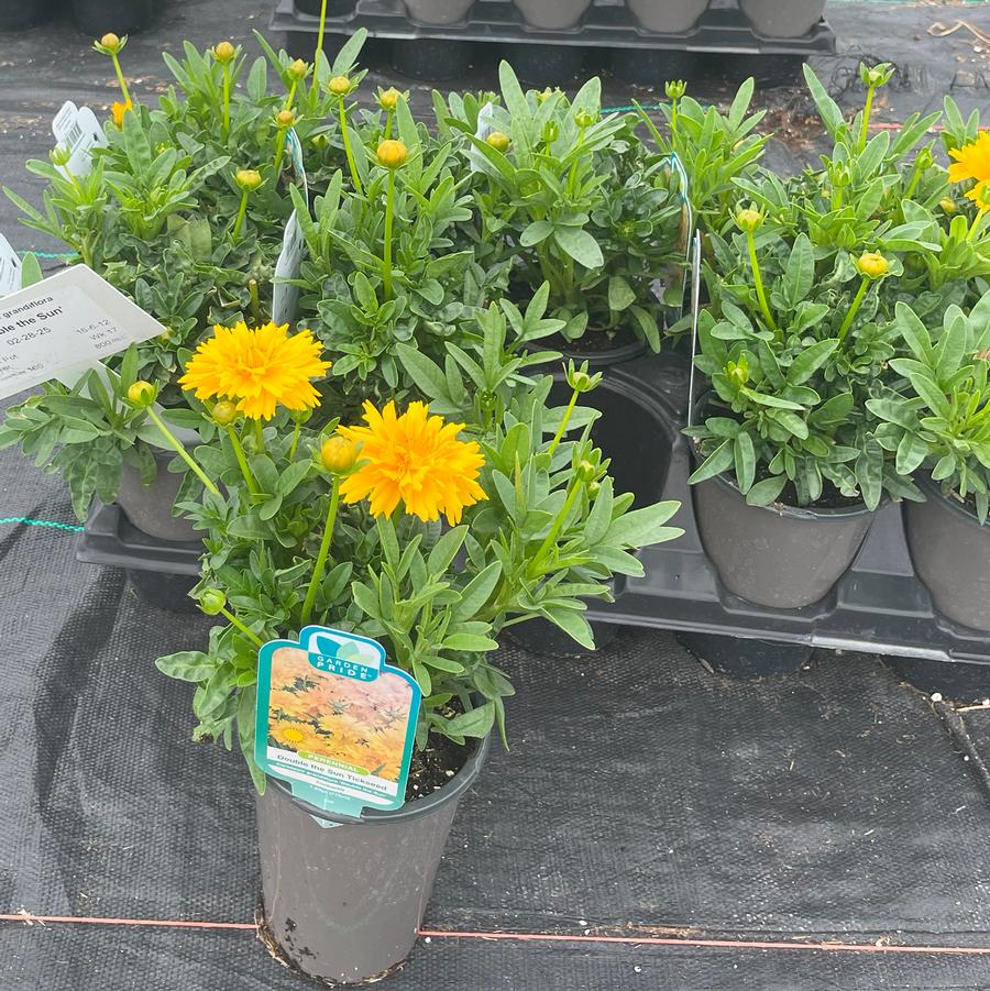 Coreopsis grandiflora Double the Sun