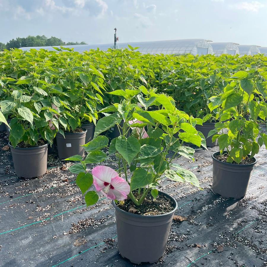 Hibiscus moscheutos Luna™ Pink Swirl