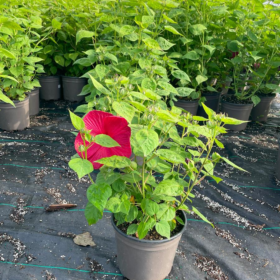 Hibiscus moscheutos Luna™ Red
