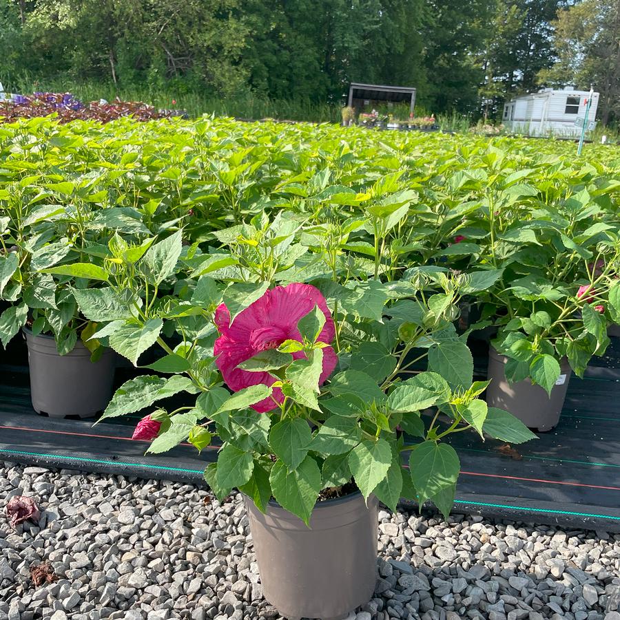 Hibiscus moscheutos Luna™ Rose