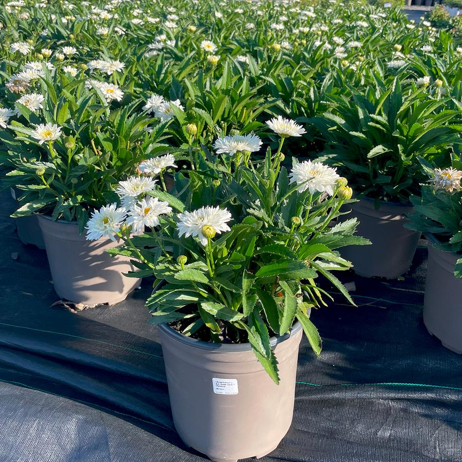 Leucanthemum x superbum Sweet Daisy™ Rebecca