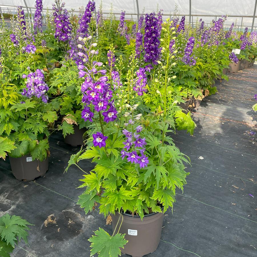 Delphinium elatum Delphina™ Dark Blue White Bee