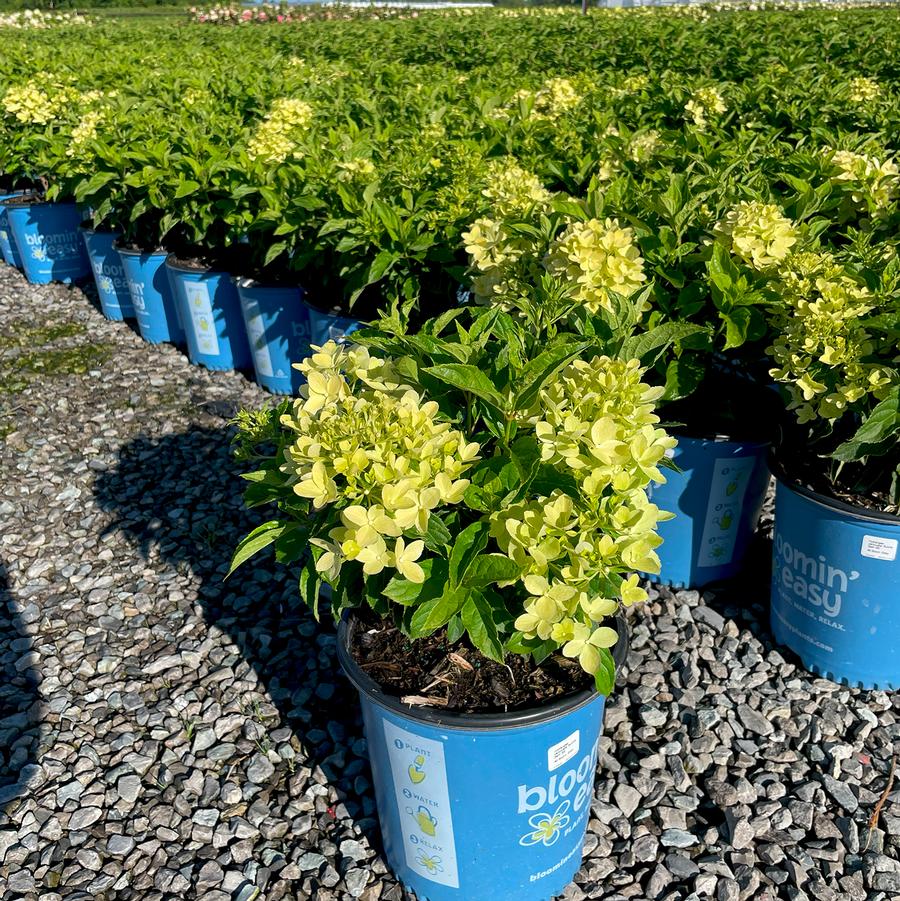Hydrangea paniculata Bubble Bath