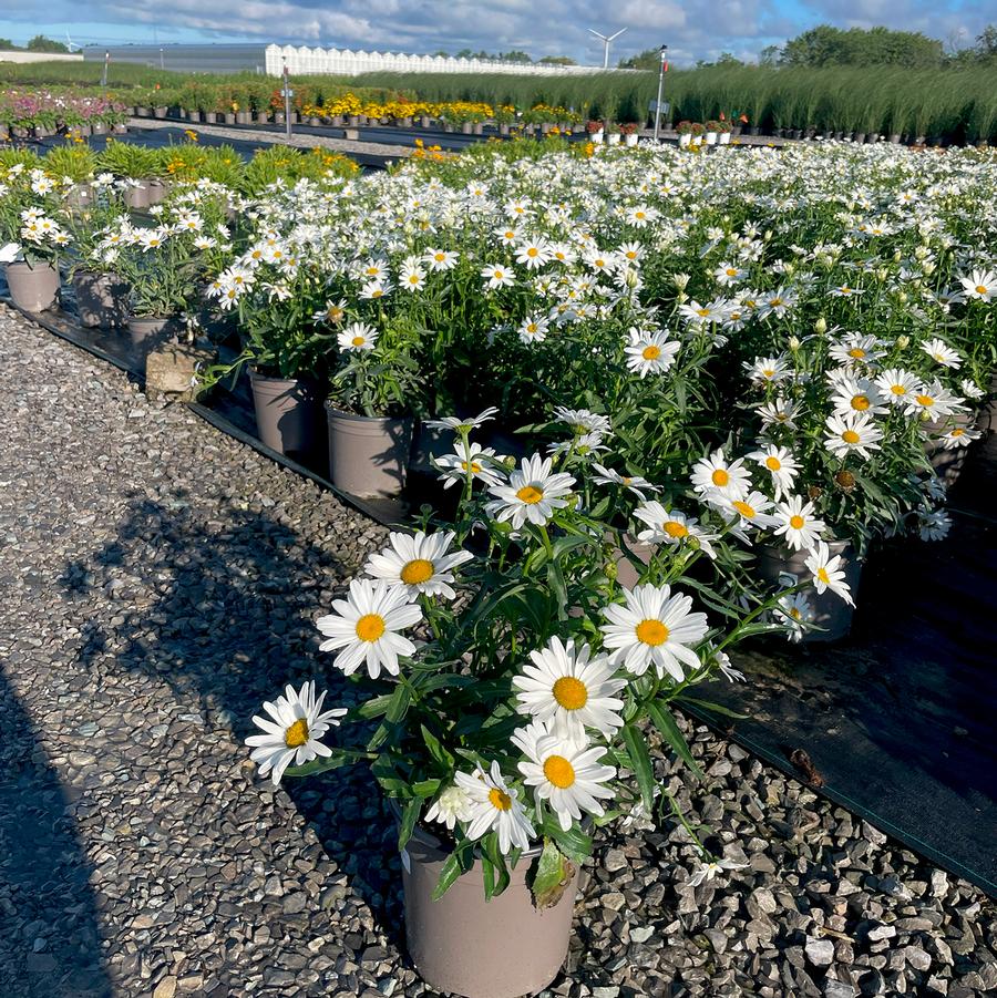 Leucanthemum x superbum Lucille™ Grace