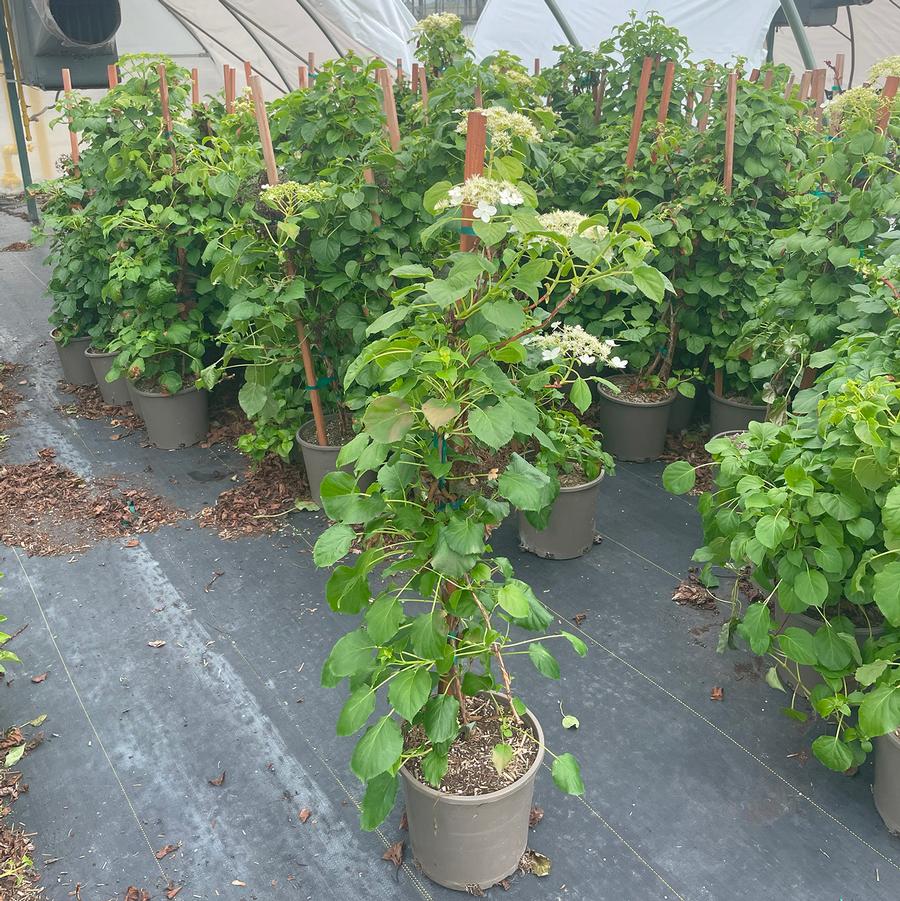 Hydrangea anomala petiolaris 