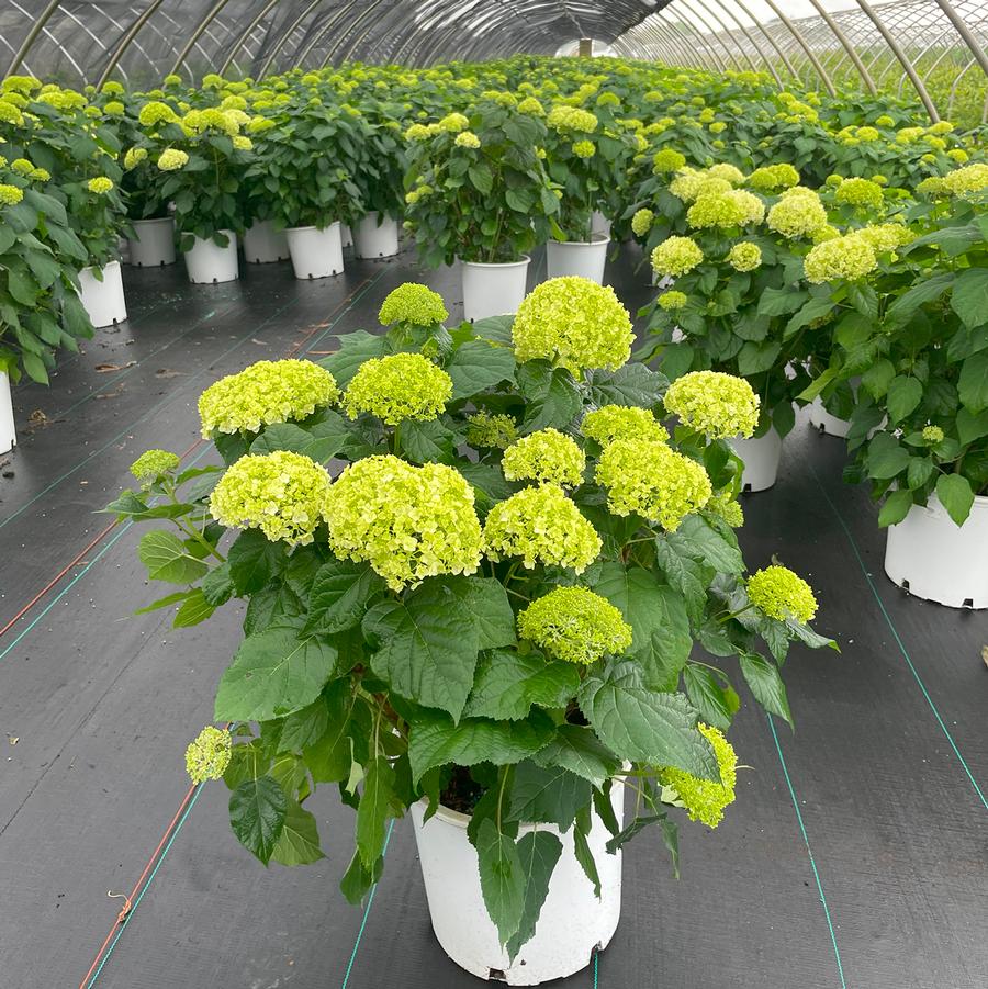 Hydrangea arborescens Annabelle