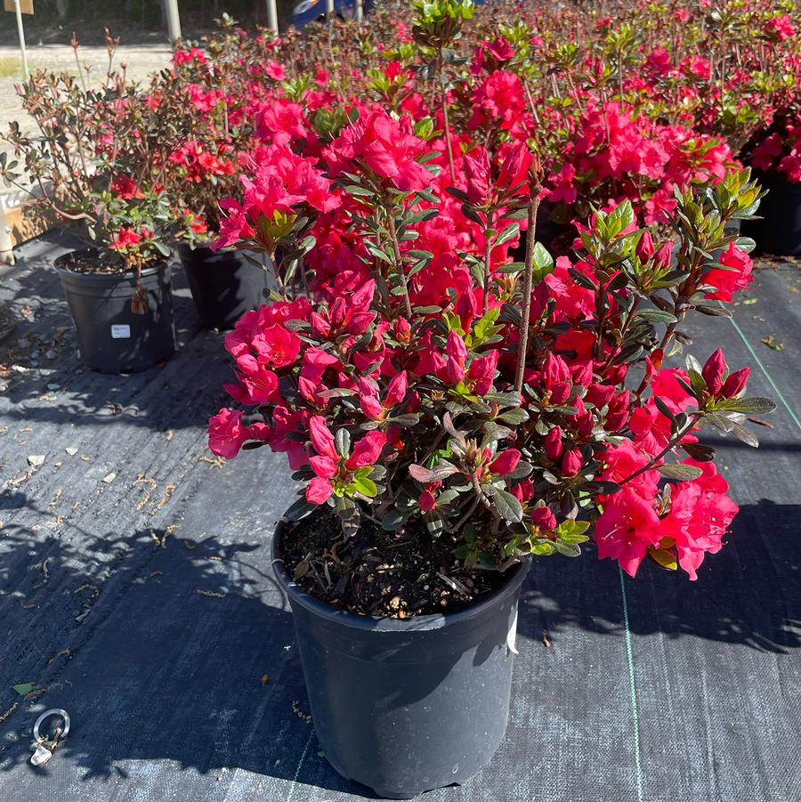 Rhododendron Johanna