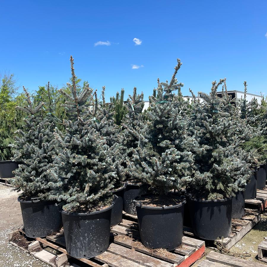 Picea pungens Hoopsii