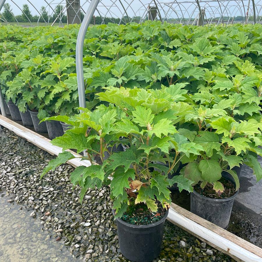 Hydrangea quercifolia Snow Queen