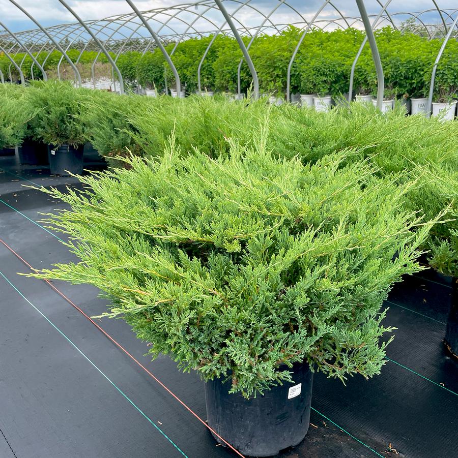 Juniperus horizontalis Plumosa Compacta