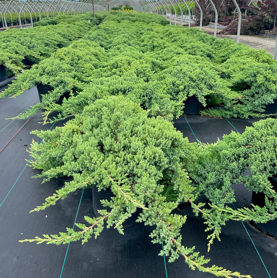 Juniperus procumbens Nana