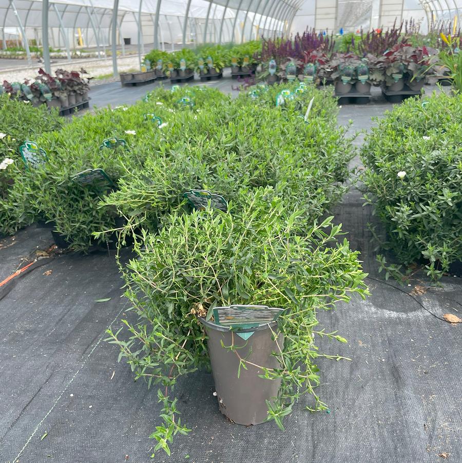 Arenaria montana 