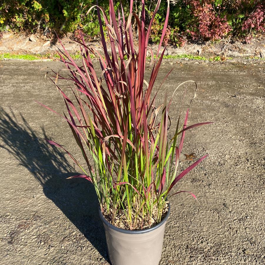 Imperata cylindrica Red Baron