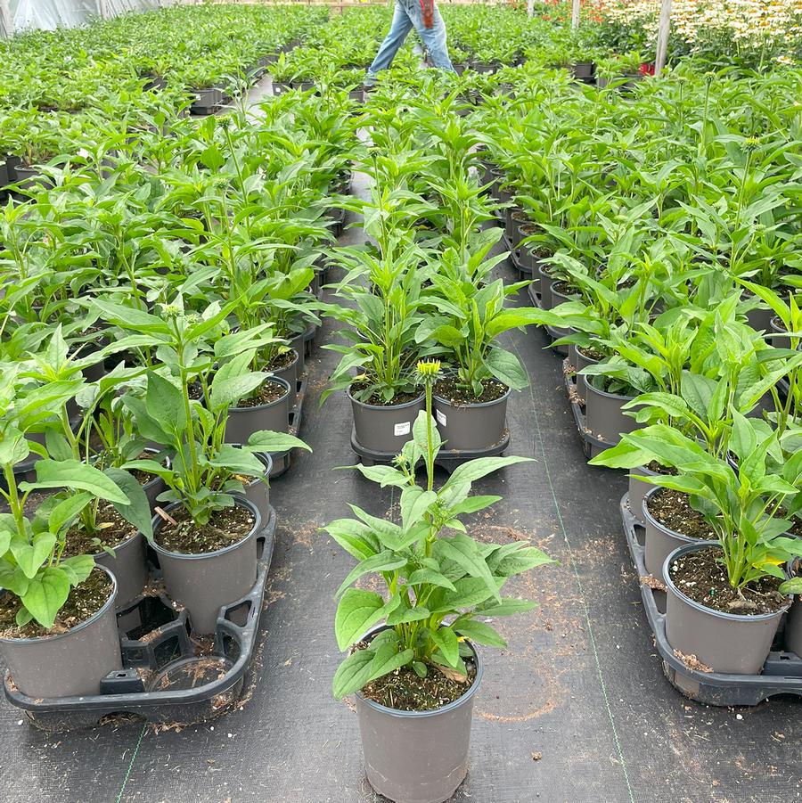 Echinacea purpurea White Swan