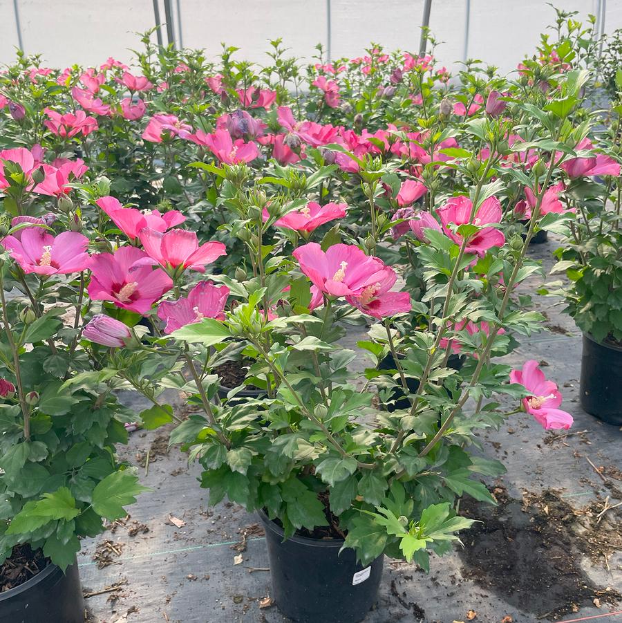 Hibiscus syriacus Pink Giant®