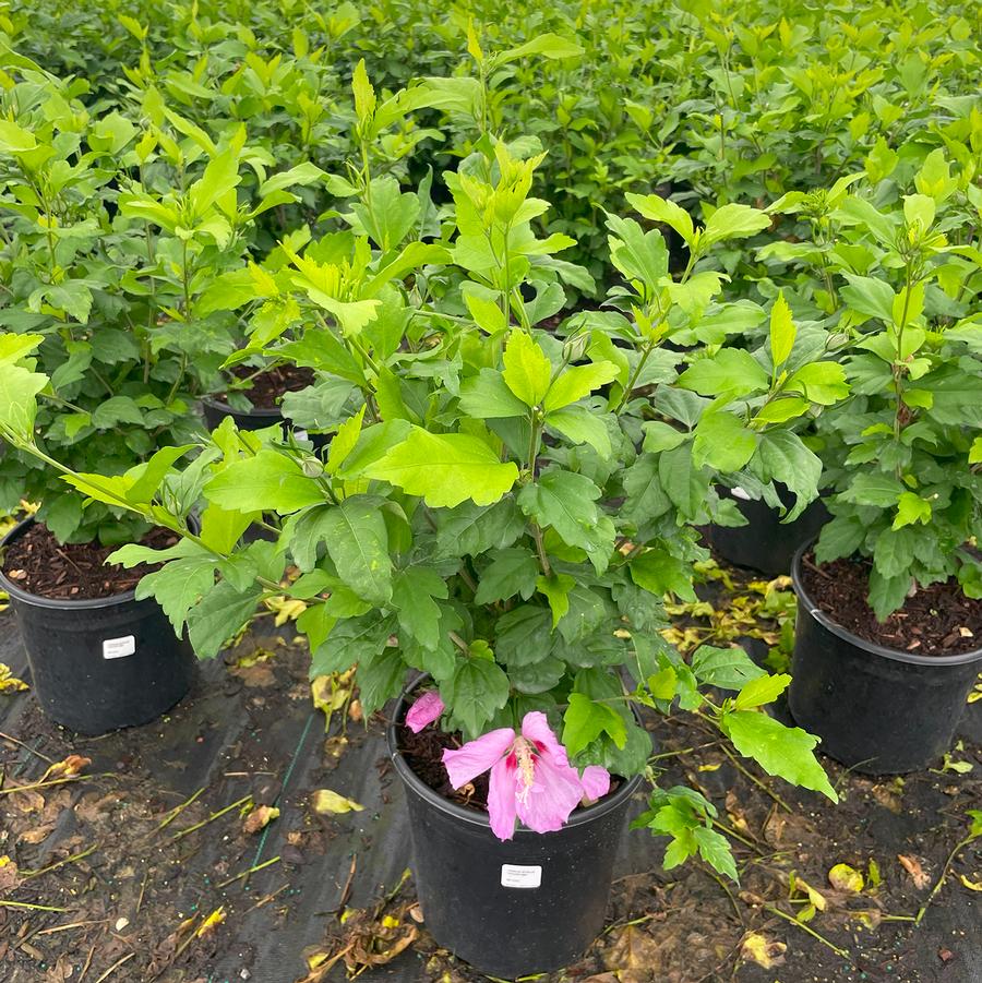 Hibiscus syriacus Woodbridge