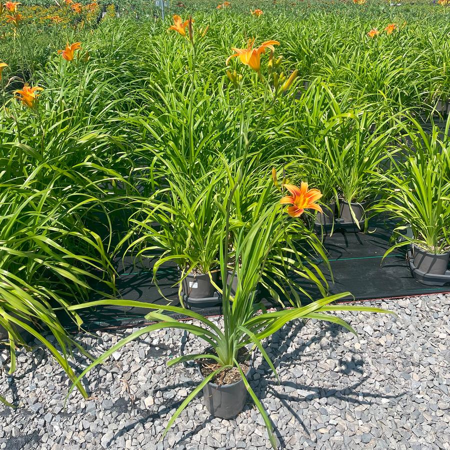 Hemerocallis fulva 