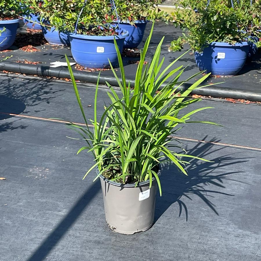Liriope spicata 