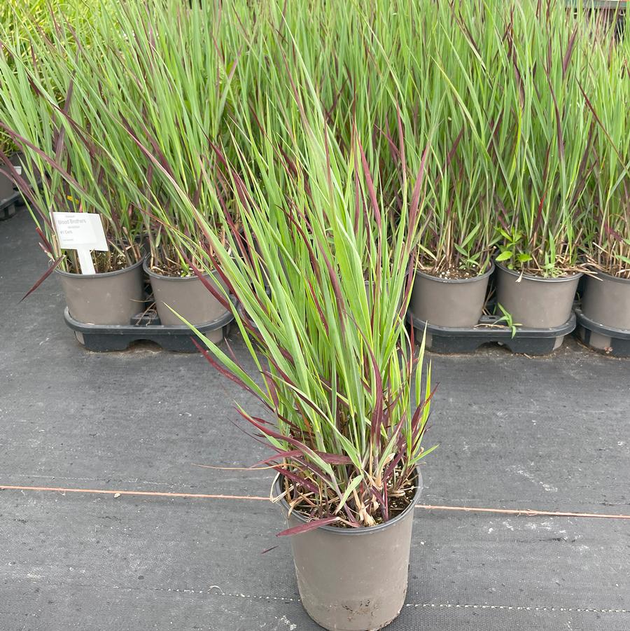 Panicum virgatum Blood Brothers