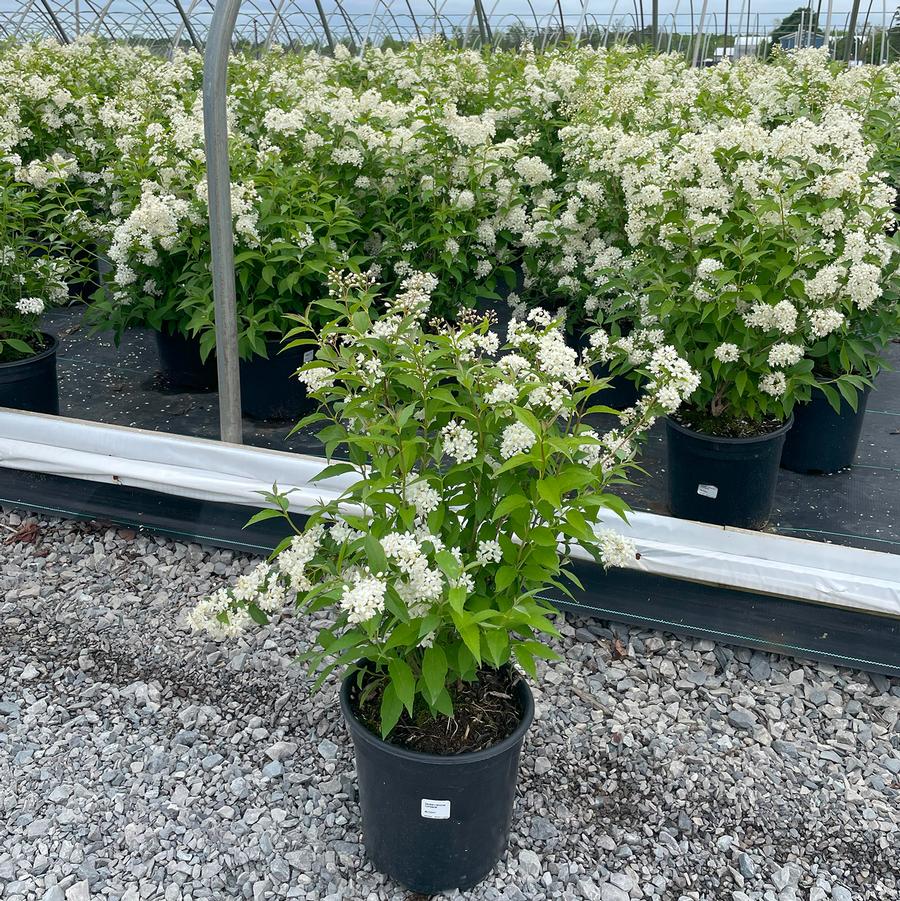 Deutzia x lemoinei Compacta