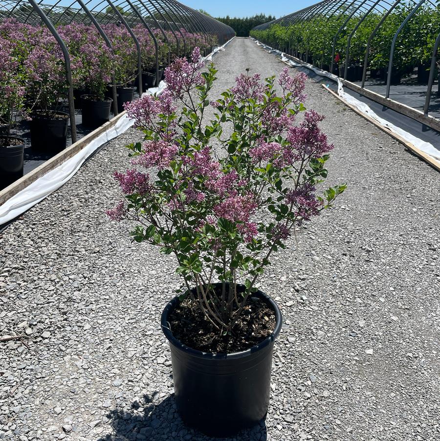 Syringa meyeri Palibin