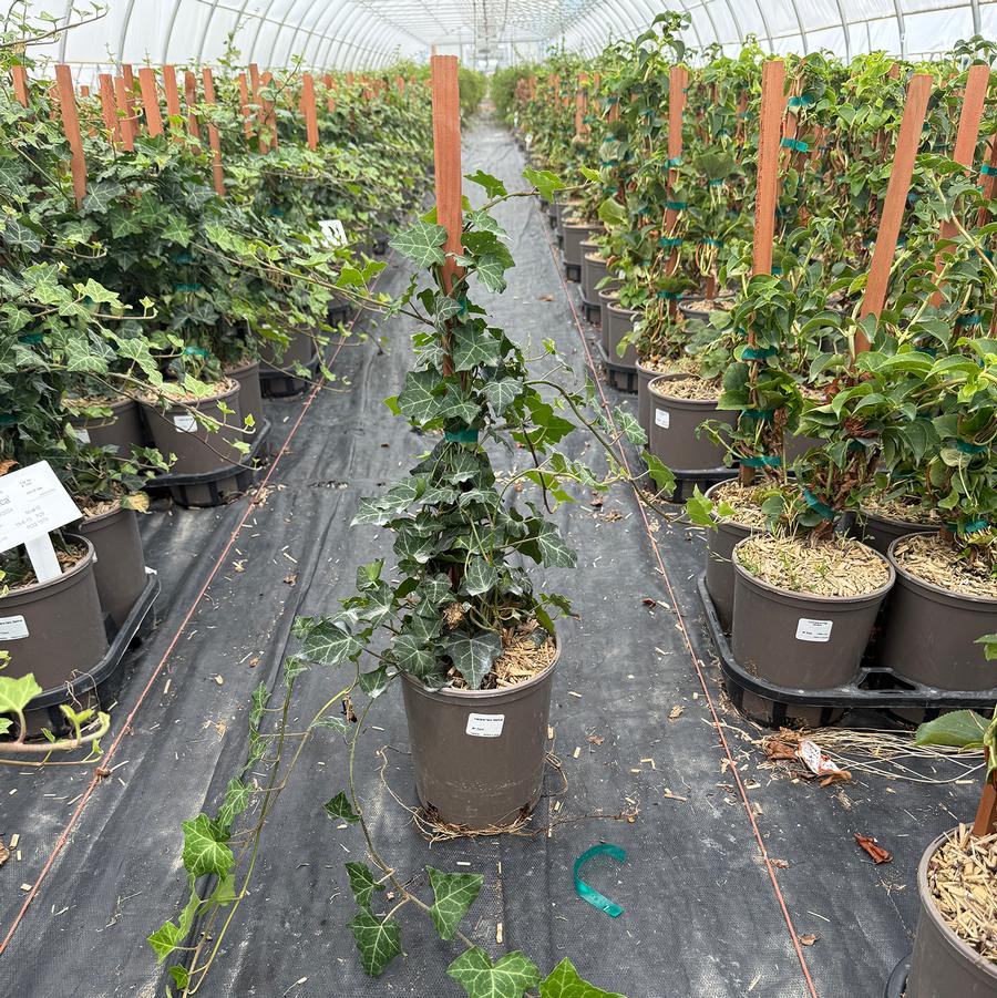 Hedera helix Baltica