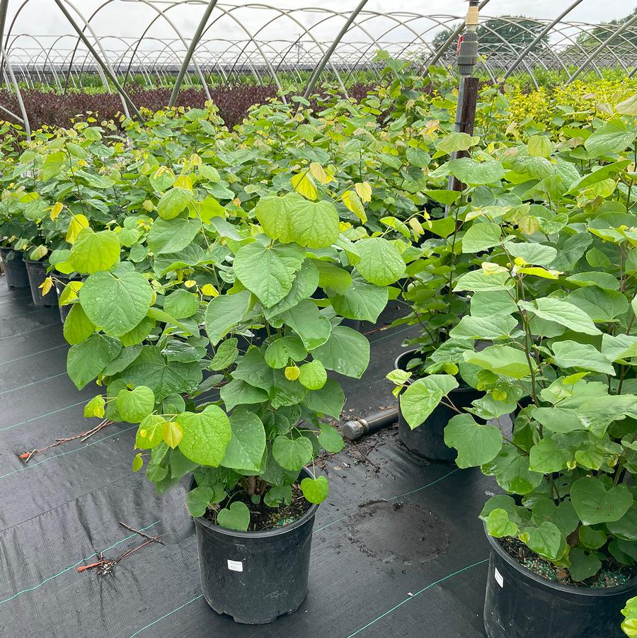 Cercis canadensis-Clump 